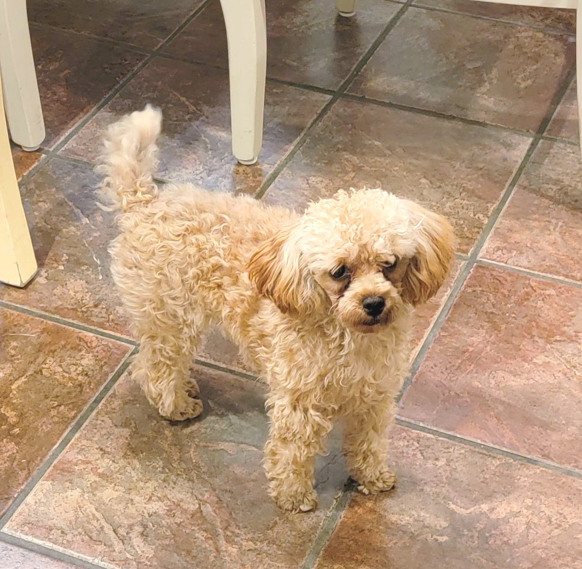 BarkBustersGA's tweet image. Today was a big day for me!  I am learning to use the potty outside instead of in the house. I am also learning how to ask nicely for attention to mastering the art of leash walking, I feel like such a good boy now! 🎉🐾 Thanks to Cody from Bark Busters of Atlanta!