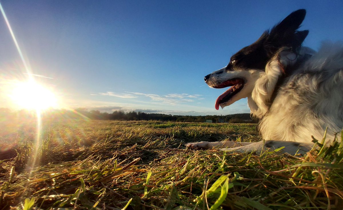 Bestest boy!

Lemmy
#BorderCollie