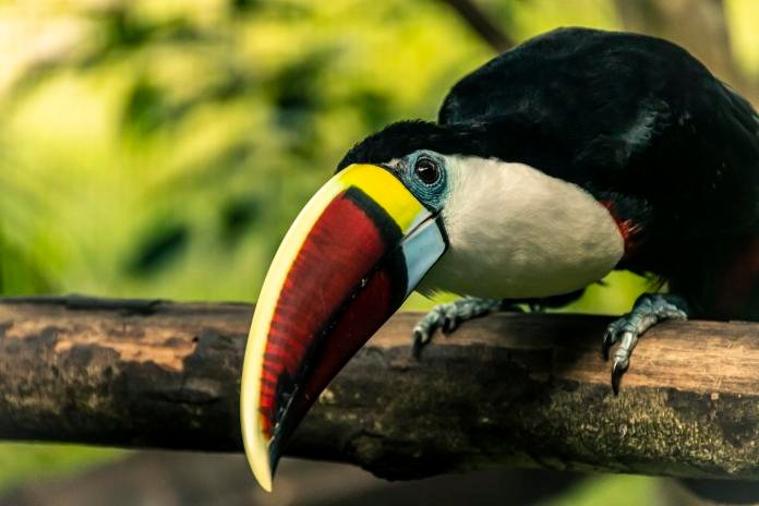 📸 #ConcoursPhoto I Et le grand vainqueur est…

Après des dizaines de clichés envoyés, parfois dignes du National Geographic, parfois dignes d’un vieux Nokia, nous avons enfin notre photo gagnante !

➕d'infos ici : tinyurl.com/bdzm8njx