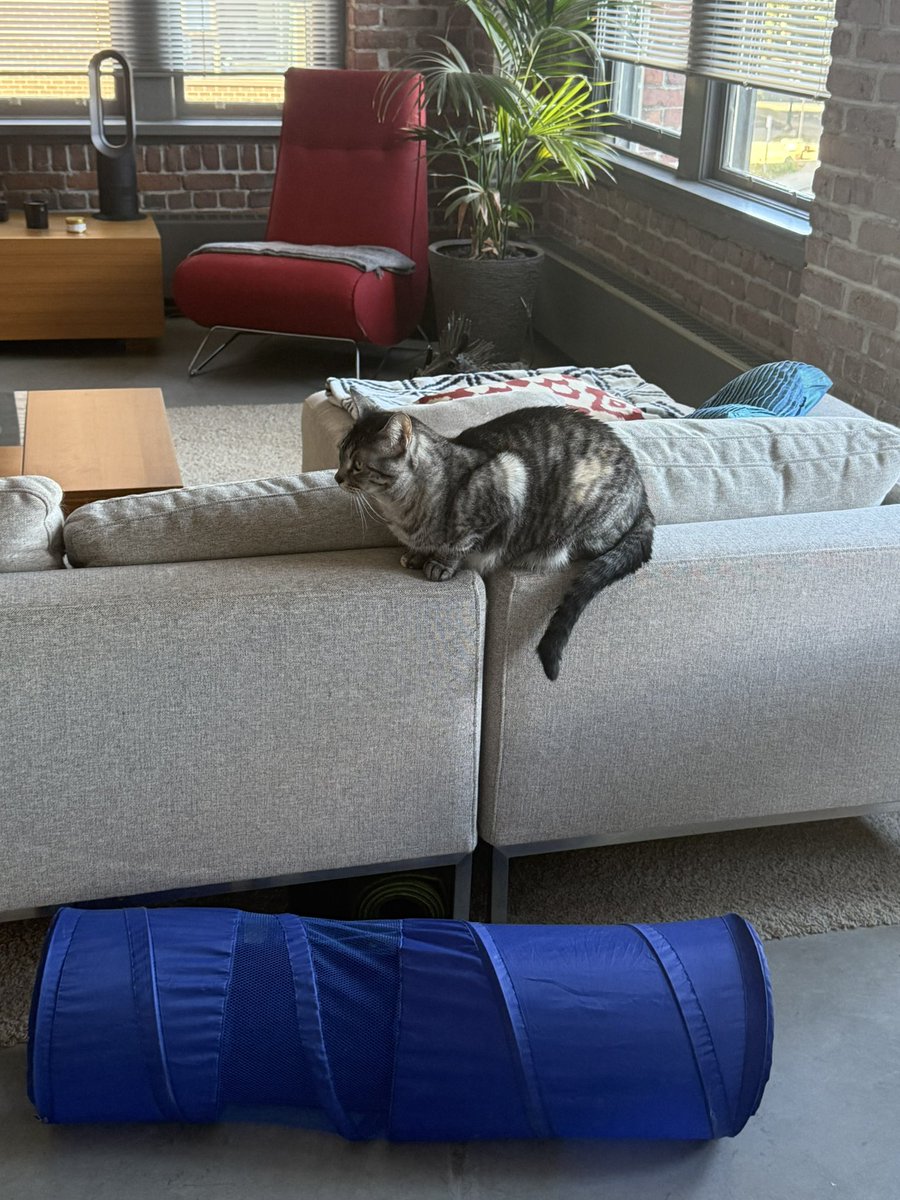 SteveKubota's tweet photo. Every day is #Caturday this week #kittysitting 😎☕️ https://t.co/vefss1Jcfp