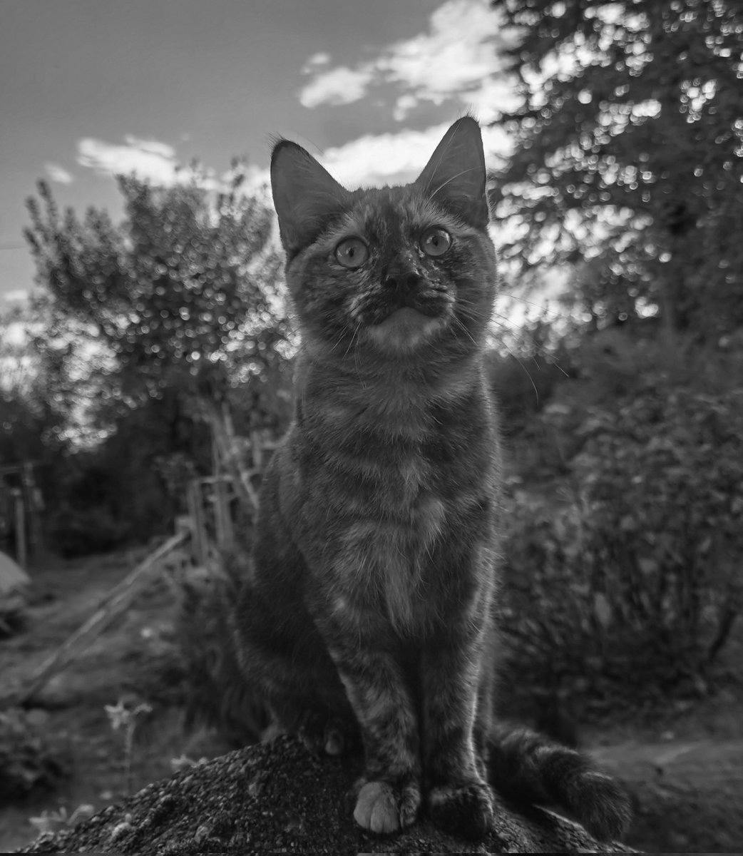 A young one that was 'dumped' here in July 🤷‍♂️🙀😱🙀😱😽❤️