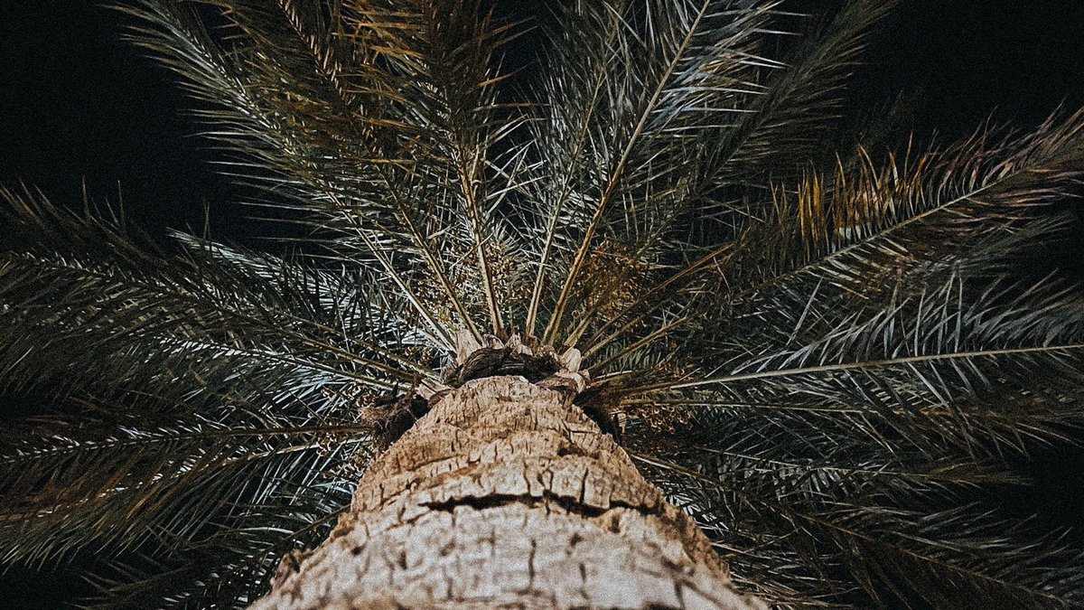 «لولا سموم القيّض ما جاد النخيل»