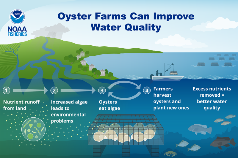 noaacoastalsci's tweet image. NOAA scientists created an online tool for #oyster growers in the Northeast US that estimates how much nitrogen their oyster farms remove from local waterways and generates a report that can be included in aquaculture permit applications. fisheries.noaa.gov/feature-story/…
#AquacultureWeek