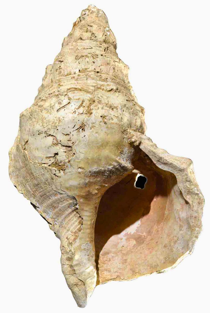 Around 18,000 years ago, a member of the Paleolithic Magdalenian culture made a musical instrument from this shell. Only recently did archaeologists discover the small but sophisticated modifications that made it playable. Check out how it sounded:

archaeology.org/issues/may-jun…
