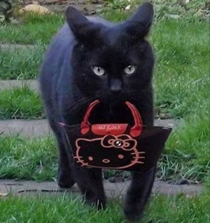 visualscat's tweet image. 