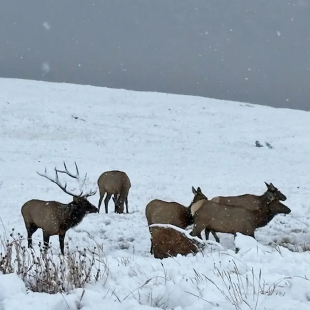 SnowBrains's tweet image. ❄️ Yesterday @RockyNPS, CO! 😍
📸 Rocky Mountain National Park

#rockymountains #rockies #colorado #ski #snow #mountains #coloradolife #winter #backcountry #snowboarding #snowboarding #splitboarding