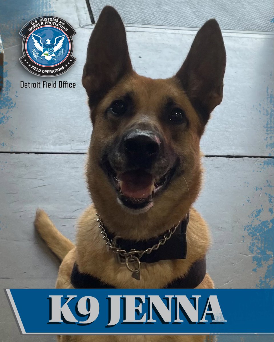 Meet #K9 Jenna! Since joining the team in 2024, Jenna has contributed to multiple cocaine seizures at the Detroit Land Border. One of the many hardworking pups at the Detroit Field Office keeping our community safe! #WednesdayWoofs