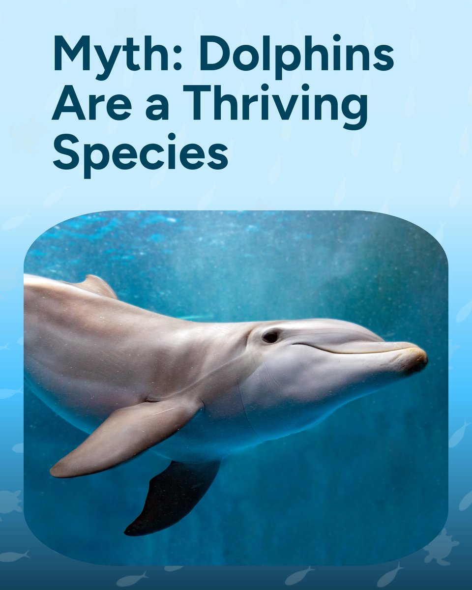 Wave_Browser's tweet image. Myth: Dolphins are thriving.
Reality: Many species are threatened by pollution, climate change, and bycatch. 🐬 Protecting them means protecting the ecosystems they call home.
#OceanConservation #WaveBrowser #Dolphins #DolphinFacts #SaveOurOcean #OceanPollution #PlasticFreeOcean