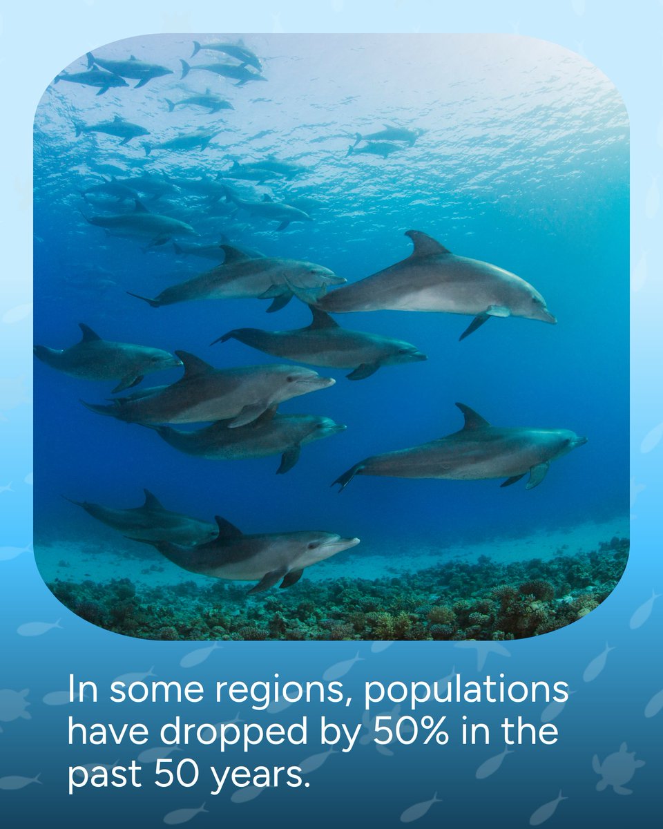 Wave_Browser's tweet image. Myth: Dolphins are thriving.
Reality: Many species are threatened by pollution, climate change, and bycatch. 🐬 Protecting them means protecting the ecosystems they call home.
#OceanConservation #WaveBrowser #Dolphins #DolphinFacts #SaveOurOcean #OceanPollution #PlasticFreeOcean