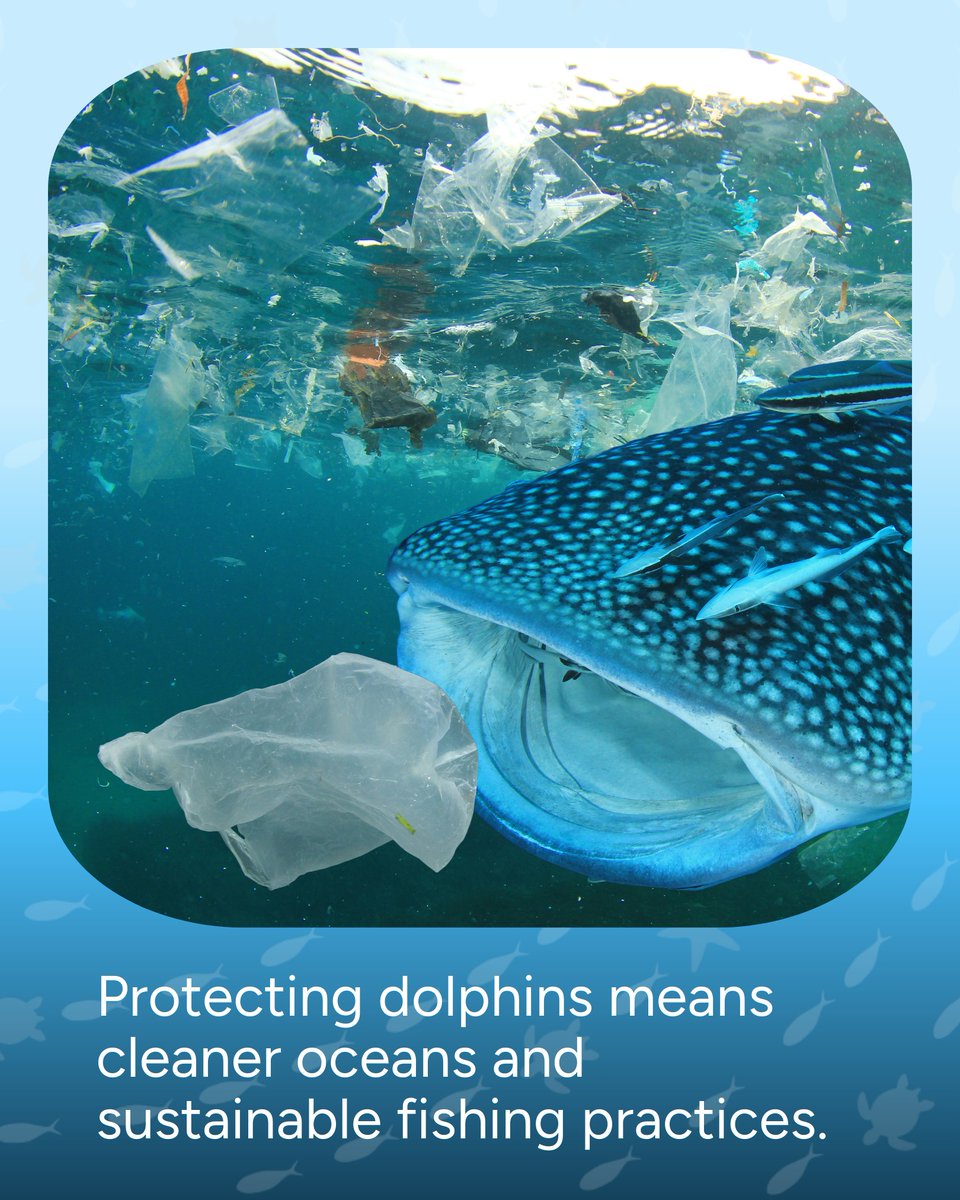 Wave_Browser's tweet image. Myth: Dolphins are thriving.
Reality: Many species are threatened by pollution, climate change, and bycatch. 🐬 Protecting them means protecting the ecosystems they call home.
#OceanConservation #WaveBrowser #Dolphins #DolphinFacts #SaveOurOcean #OceanPollution #PlasticFreeOcean