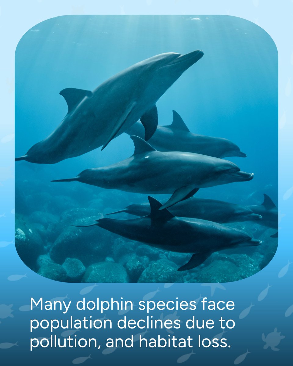 Wave_Browser's tweet image. Myth: Dolphins are thriving.
Reality: Many species are threatened by pollution, climate change, and bycatch. 🐬 Protecting them means protecting the ecosystems they call home.
#OceanConservation #WaveBrowser #Dolphins #DolphinFacts #SaveOurOcean #OceanPollution #PlasticFreeOcean