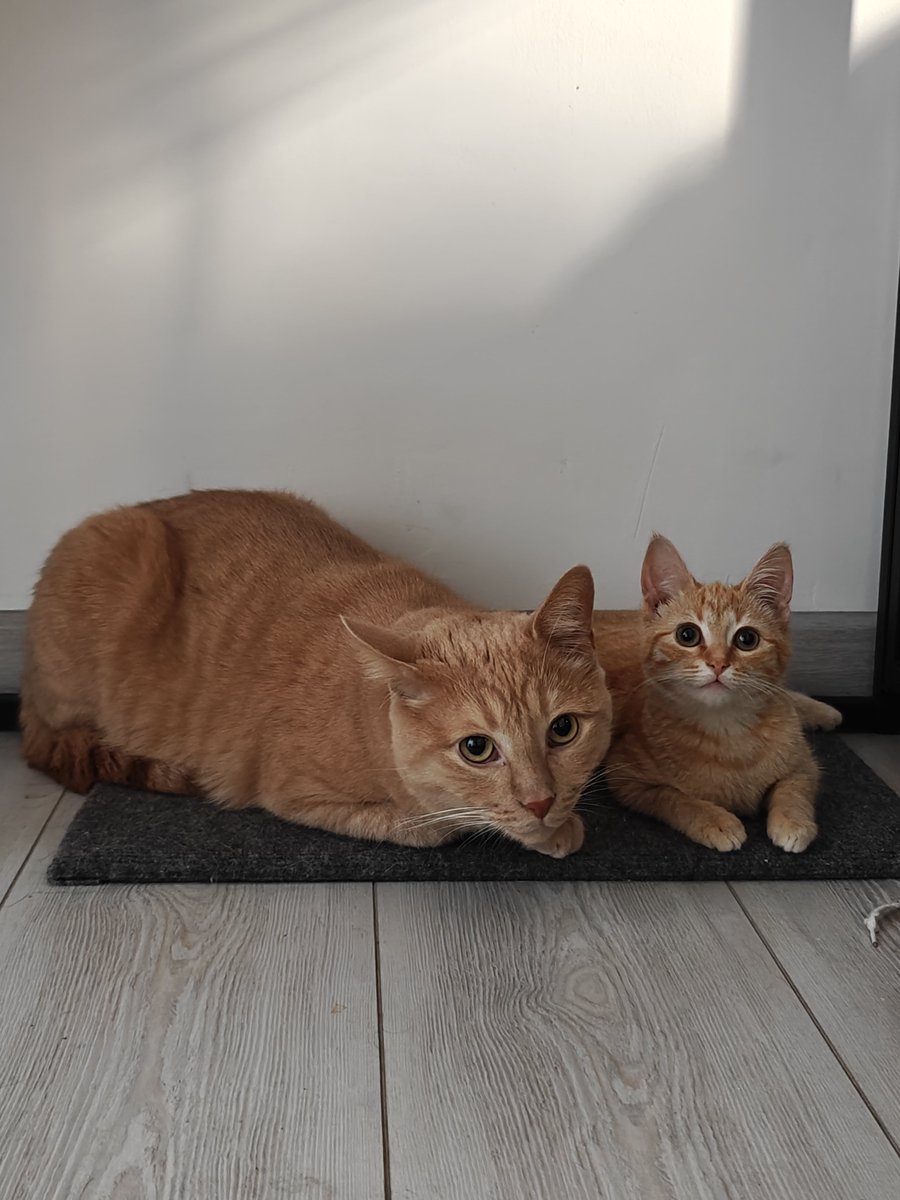 she was found on the street while my girlfriend's sister was coming back from work. 

she played with the stick with her and decided to help her.

once the cat was at home, we washed her with flea shampoo and fed her. 

that night she went to the toilet twice on our bed :/

the