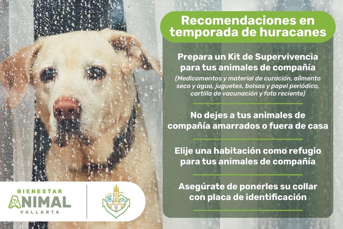 Evita extravíos: protege a perros y gatos en temporada de lluvias

La Dirección de Bienestar Animal  pide mantener a los animales de compañía seguros dentro del

Leer nota: bit.ly/4gAhb76

#Hoy #PuertoVallarta #BienestarAnimal #Proteccion #perroygatos #TemporadaDeLluvias