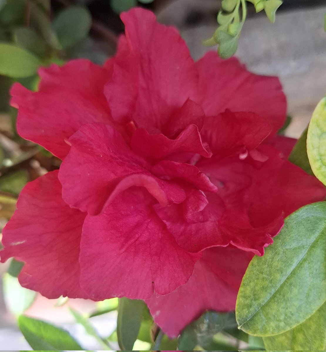 Cuideu.vos molt, a casa tenim covit😷🤦‍♀️