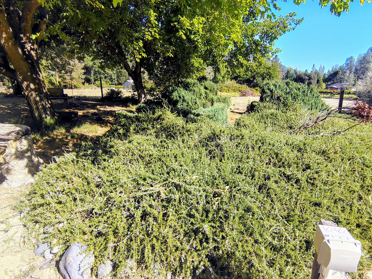 _AlleyAwesome's tweet image. Some days you gotta cut rosemary...with hedgers #yardday #gooutside