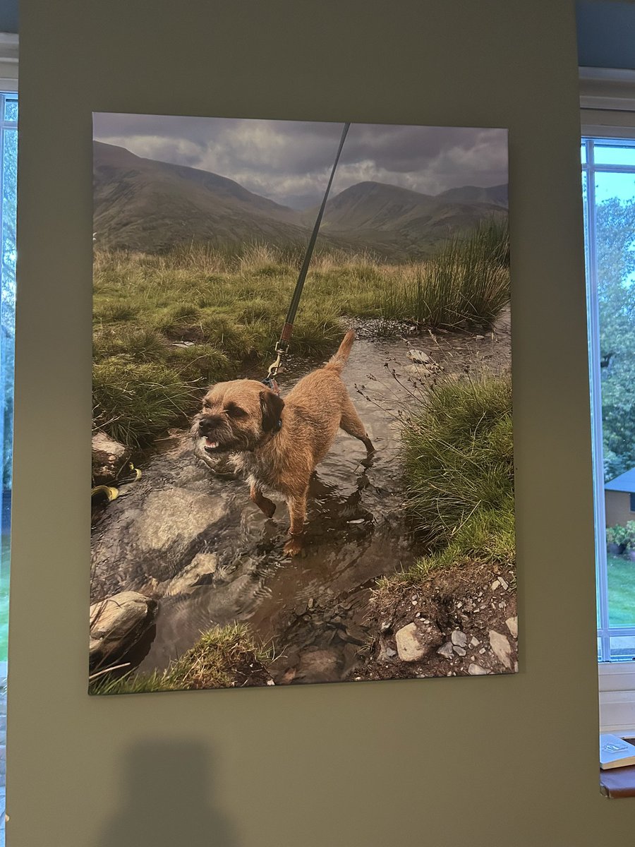 Reggie the Border Terrier tweet media