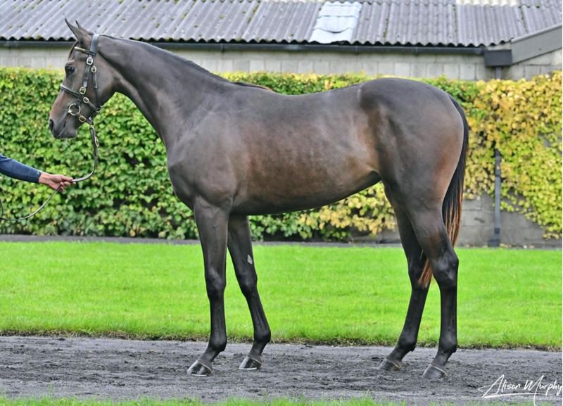 noahmccmitch1's tweet image. Delighted to sell lot 258 a smashing Minzaal filly to Karl &amp;amp; Kelly Burke today @Tattersalls_ie 
Bought with @WeirViewStud last December, who had her prepped to the nines