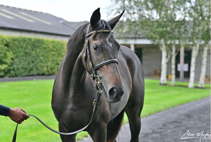 noahmccmitch1's tweet image. Delighted to sell lot 258 a smashing Minzaal filly to Karl &amp;amp; Kelly Burke today @Tattersalls_ie 
Bought with @WeirViewStud last December, who had her prepped to the nines