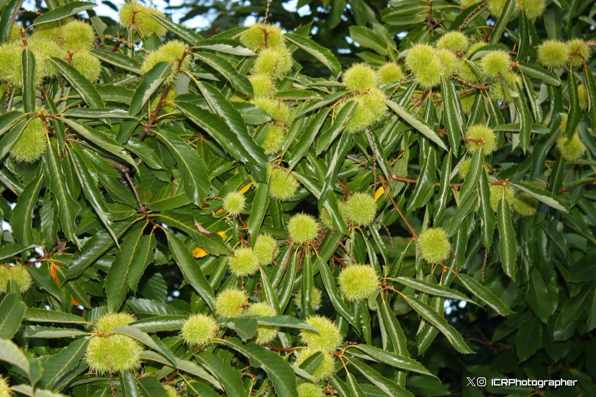Cando os vexas están a dicirche que o Verán xa terminou xa que eles fan a inauguración do novo Outono e se non os ves aínda no Verán estas. 

Así nos fala a natureza. 

Viva as castañas e o tradicional magosto.