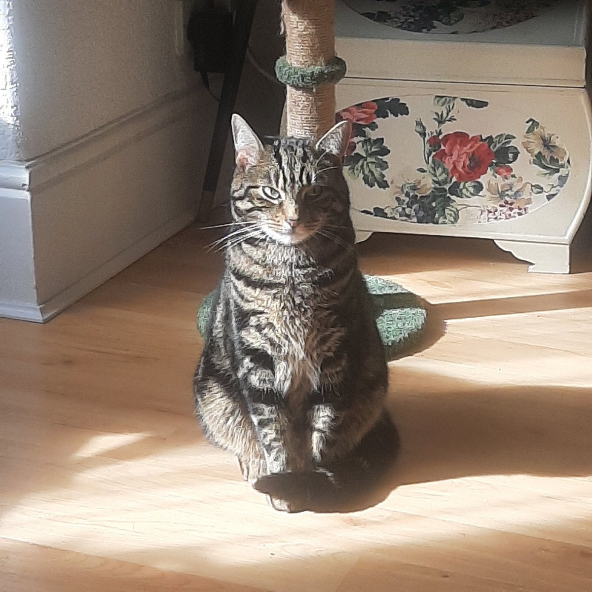 Just look at this pretty little boy, look how good Sidney is. 
#catsofworld #cats #bookmarkquinn #catsrule #cat #kittens #catsagram #tabbykittensofinstagram #caturday
#cats_of_instagram #catstagram