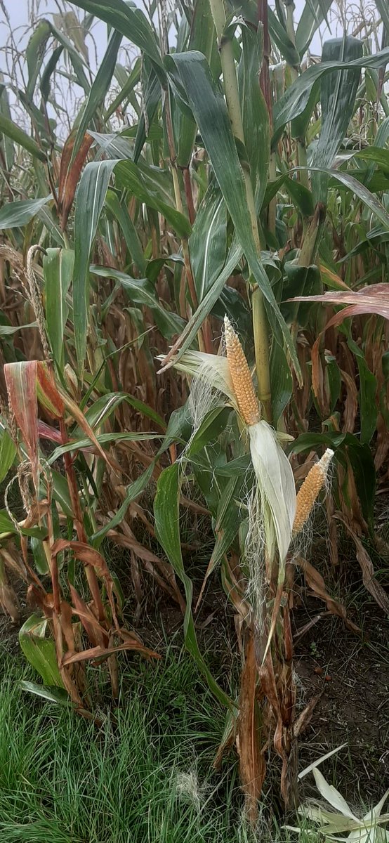 peteraposjme's tweet image. Pukancová kukuřica POP11.