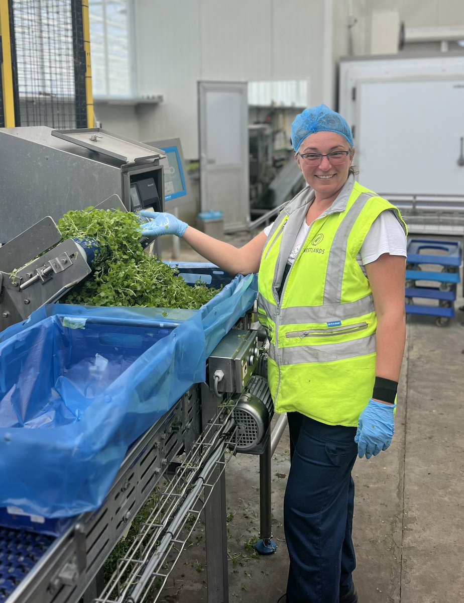 WestlandsUK's tweet image. At Westlands UK, growing isn’t guesswork - it’s precision. 👌

Innovative tech. #Automated systems. And the human touch that makes all the difference. ✋

From Micro Leaves to #EdibleFlowers, #SpecialityLeaves and more, everything is nurtured for chefs who want the best. 🔥