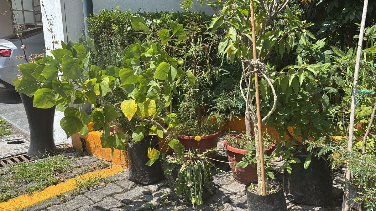 Para q los árboles NATIVOS sigan prosperando  ¡Vamos a reforestar nuevamente nuestro cerrito!

¿Nos ayudas?

Sábado 27 de Septiembre 8:30 AM, Lomas Estrella 1ra Secc en la <a href="/Alc_Iztapalapa/">Alcaldía Iztapalapa</a>