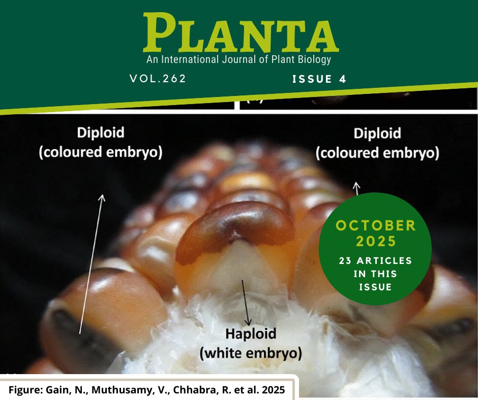 Planta October 2025 Issue 4 (Vol 262) now online.
🎃link.springer.com/journal/425/vo…