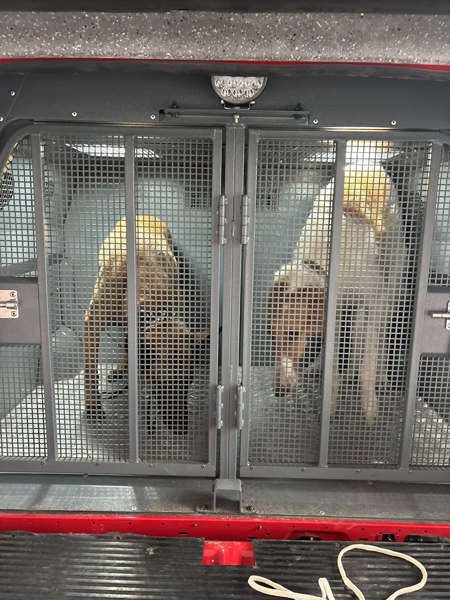 🚨BREAKING: Kalinka and her sister Katana were arrested in the afternoon of this Wednesday after attempting to set fire on the United States of America Consulate in Rio de Janeiro. Would you pay their bail?!