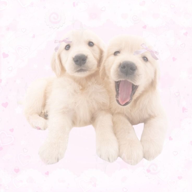 Zelda (⁠≧⁠▽⁠≦⁠) tweet media