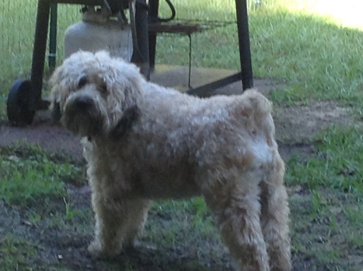JanetLittleFawn's tweet photo. @_XDogs Ginger. My bestest girl. Went OTRB March 17, 2023. She was almost 12 years old. I miss her terribly. She was my constant companion from the moment I saw her as a tiny baby. https://t.co/Eez7wTCdGr