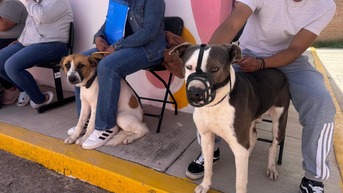 🐾✨ Así se está llevando a cabo la jornada de esterilizaciones en la comunidad de Terrero Sur ✨🐾

Agradecemos a todos los habitantes que se han comprometido con el bienestar y cuidado responsable de sus mascotas. 💙🐶🐱 #SanLuisAmable
<a href="/EF_Galindo/">Enrique Galindo C</a>