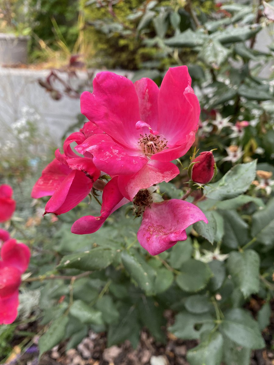 Sonia Zuccaro tweet media