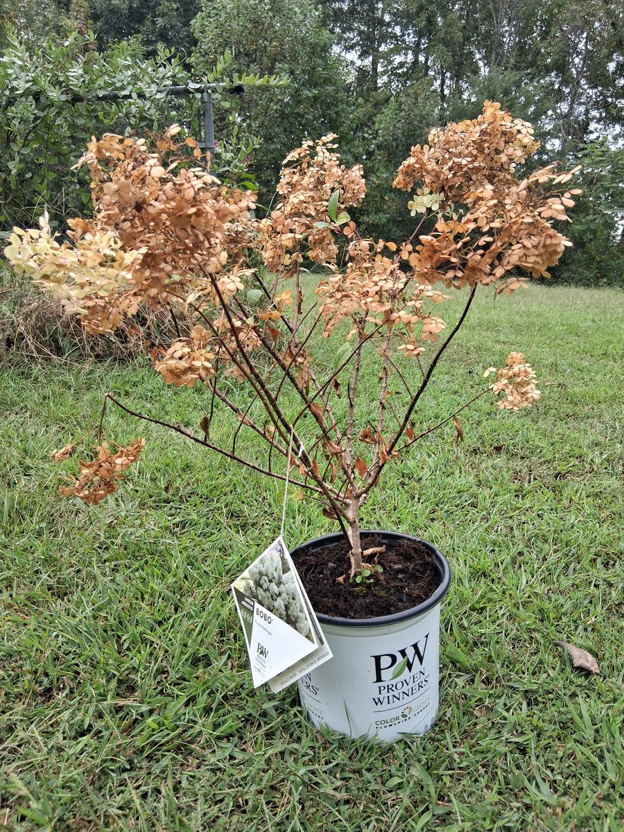 Planted this today, Lil light work for moms