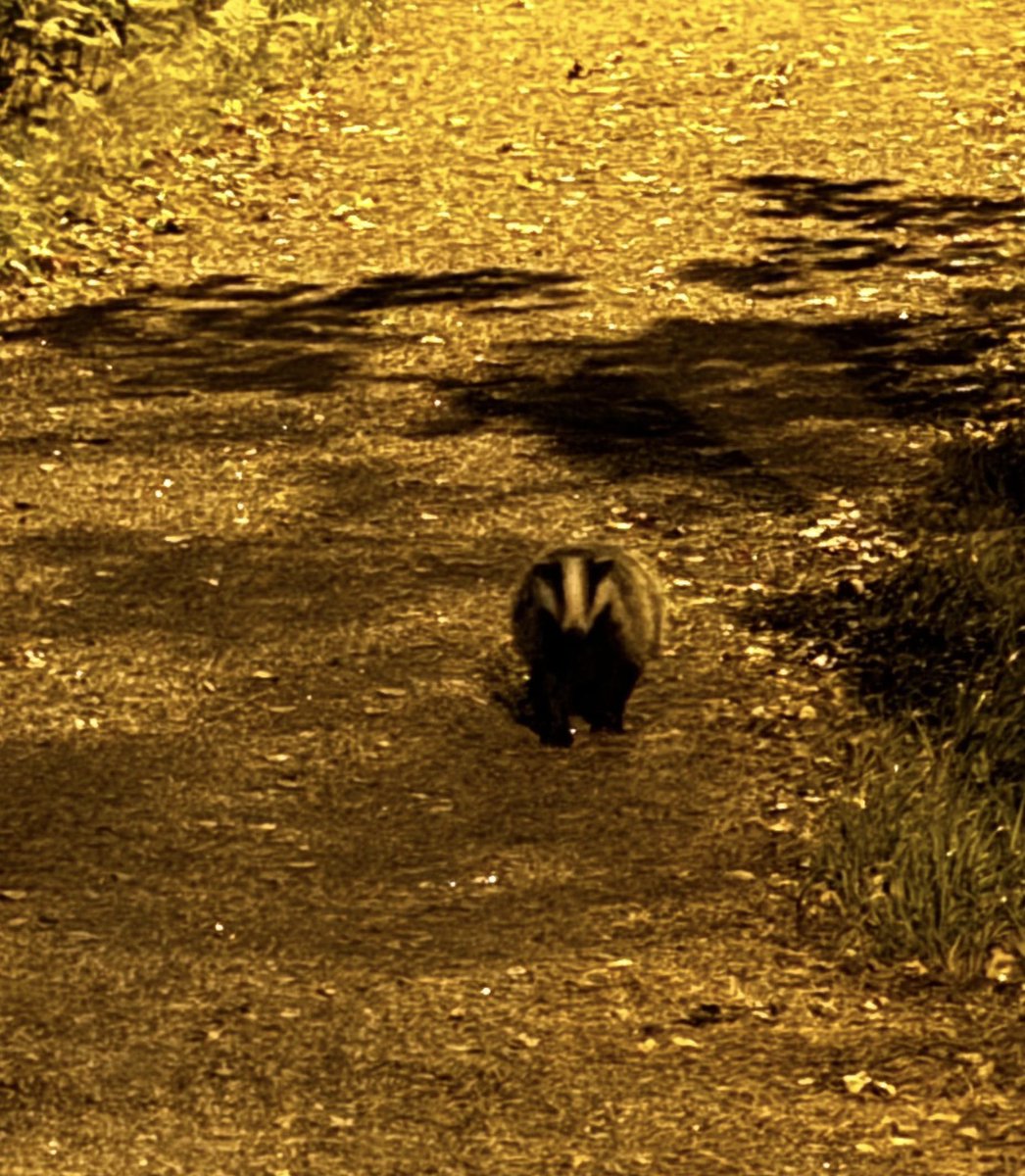 Iltakävelyllä tuli vastaan mäyrä. #Helsinki  ei ole se todennäköisin paikka, jossa kuvittelisin törmääväni mäyrään. Hienoa, että luonto on lähellä. 🦡