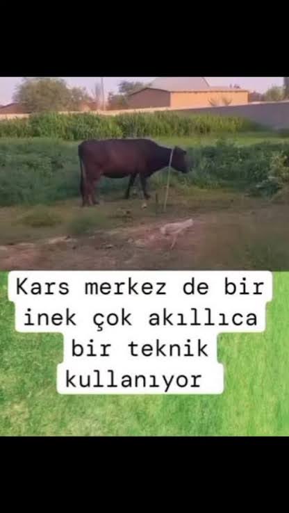 aykutsonat's tweet photo. @muhammetabayli Delirmiş https://t.co/45X3Cg7eTe