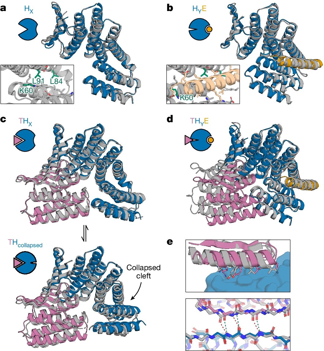 aipulserx's tweet image. 🚀🚀David Baker paper is here from @Nature 
How can scientists engineer proteins to rapidly turn off cellular signaling, like having a molecular "kill switch" for cytokines? @UWproteindesign 
"Design of facilitated dissociation enables timing of cytokine signalling"
• Protein…