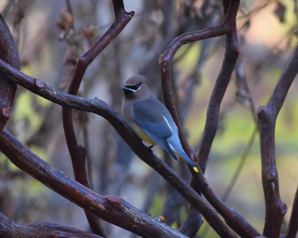 Handrails so natural, even wildlife feels as home