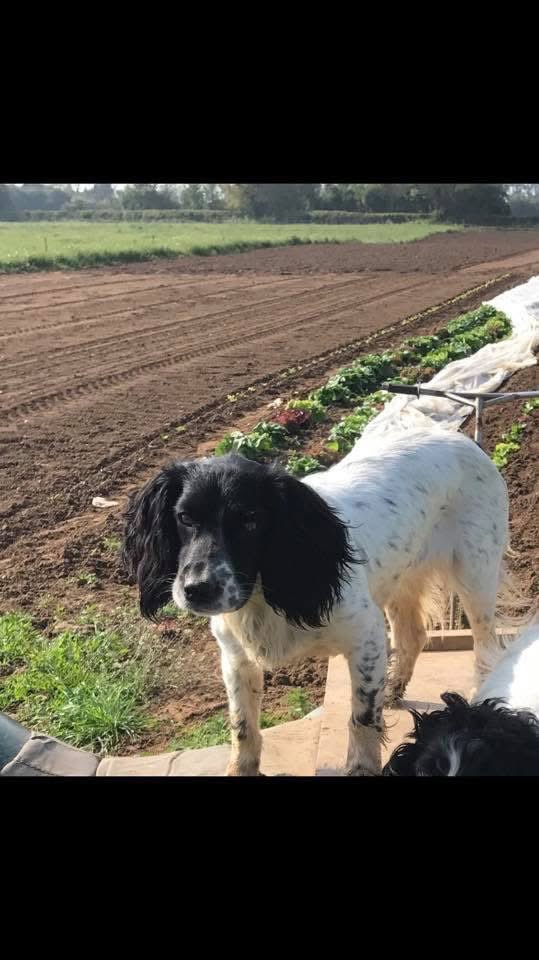 #SpanielHour 
The 1st post 😪
“Pls share! Chilli, Our 14 month old female Blk&amp;wh #Springer is missing ... last seen on our #farm near #NewboldOnStour around 11am 1/9/17 
8 years ago😪

doglost.co.uk/dog-blog.php?d…