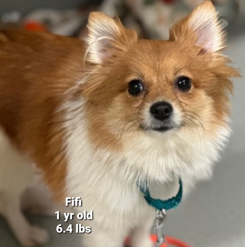 Update!
That you all for sharing and pledging, all 3 are now reserved by New Hope Partners!

Please wait for freedom pics and info from <a href="/TAPNYACC/">TAPACC</a> to honor your pledges