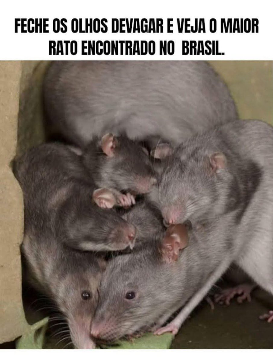 P A R A S I T A  🐀
dos INFERN0S !