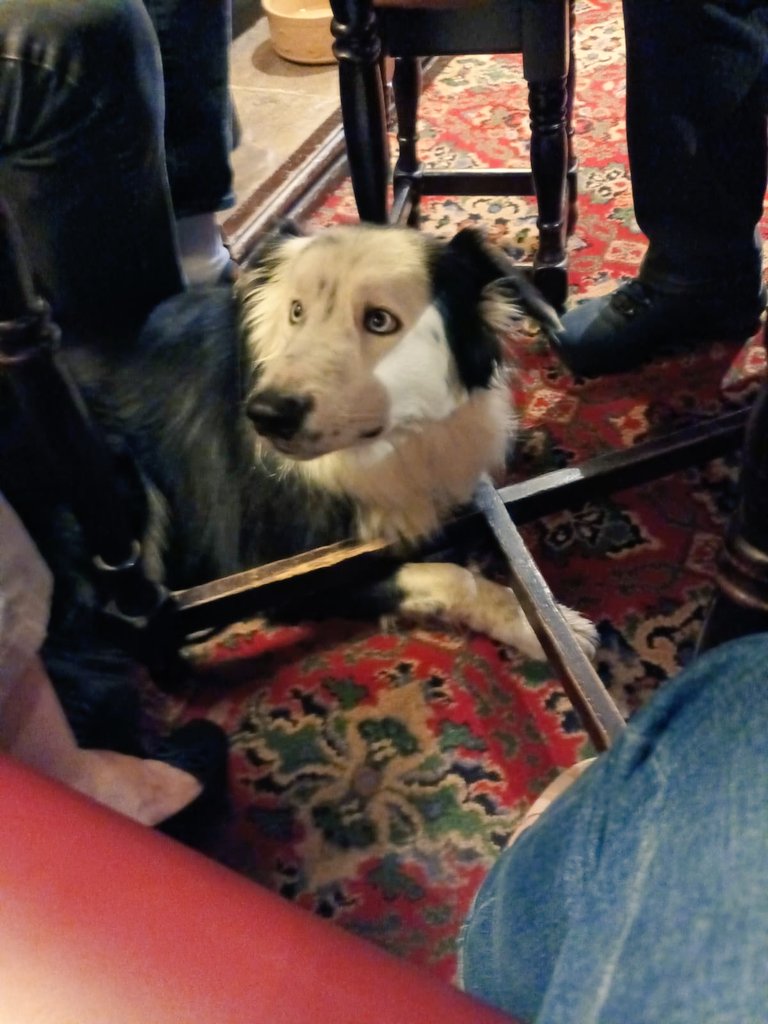 Monty's ready for the big game (whispers* not sure about the Rovers team!) 😬 Hope for a good game.  ❤️🤍