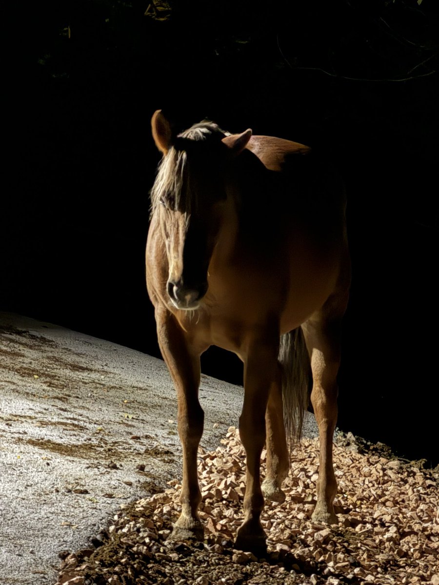 #restiamoumanimali #fattoriapolidori