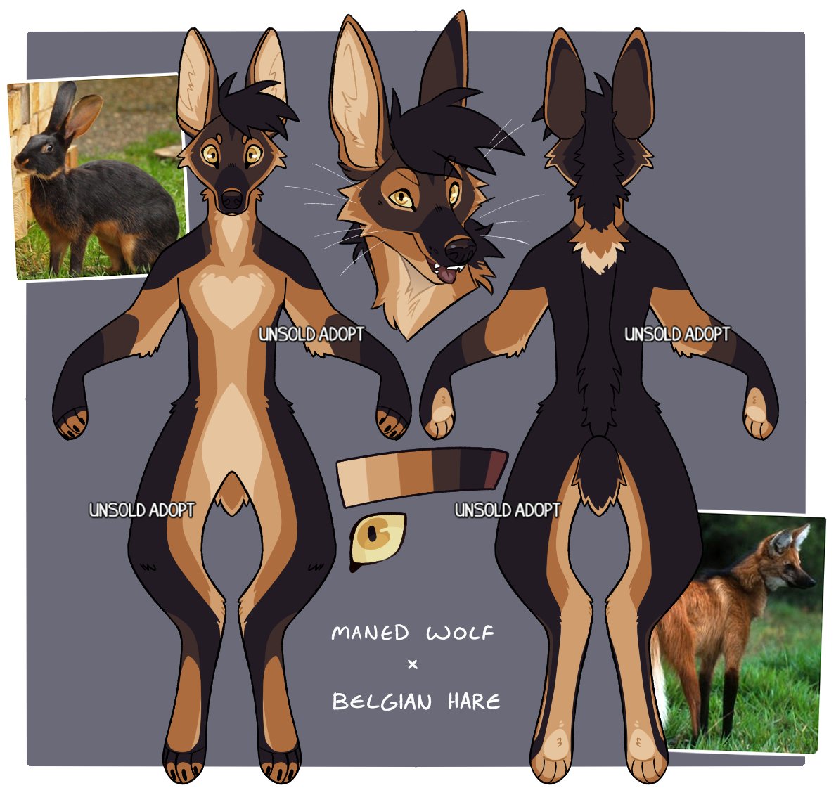 Belgian hare x maned wolf! 
Asking 150 CAD or best offer for this lad! 🐇🦊🧡