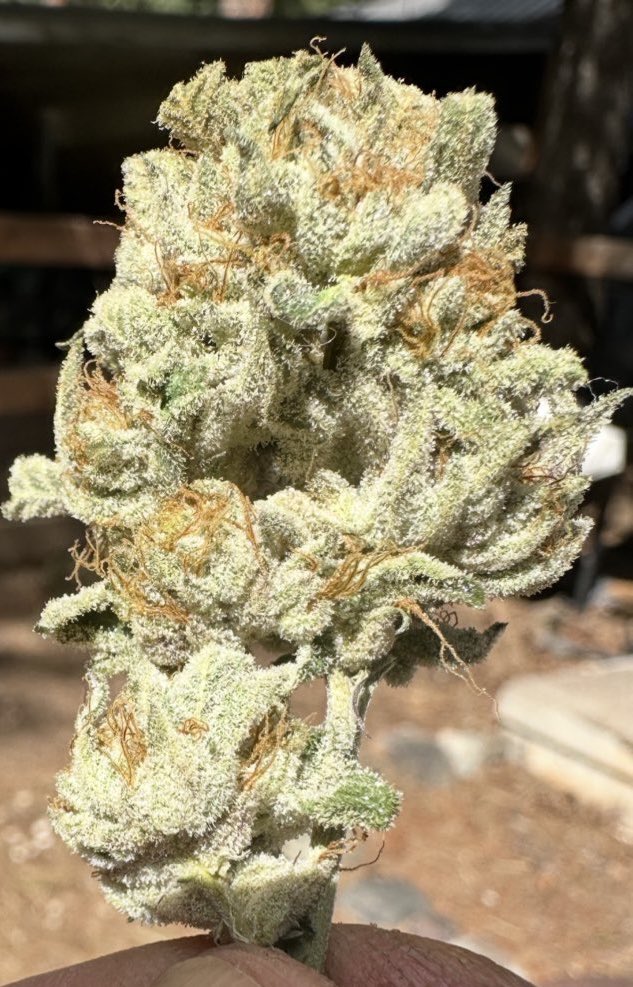 Was blessed with the Ga Pie cut, 2yrs ago? The more I grow her the more I love her. My best run of her so far for me as well. 
Btw, she throws lots of pretty purple tinted trichs through out flower.