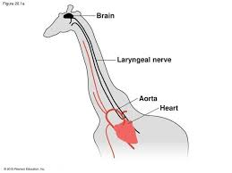 MarkLyck's tweet photo. @gabsmashh You should see a Giraffe's Laryngeal nerve, it could have been a few inches long if it was designed well, instead it takes a 15 foot detour down the neck, wraps around the aorta and comes back up the neck for no reason.

Yet some people will claim it's God's perfect design 😂 https://t.co/Ts5WJuKBFz