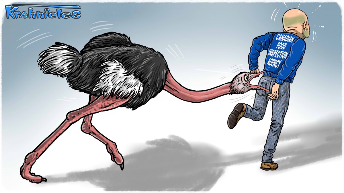 My krahnicles cartoon …