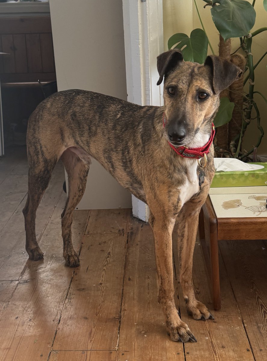 millypod1's tweet photo. 🆘23 SEPT 2025 #Lost Milo #ScanMe
Brindle Lurcher Male
Greenbank Cemetery #Greenbank #Bristol #BS5 
Some potential sightings towards Avondale Road/#Redfield
Milo has only been at his new home for two days  https://t.co/Ute8LDvA9u

https://t.co/Zm6alSzzi6 https://t.co/NhbNYMpTW1