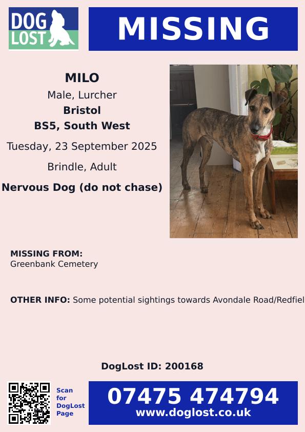 millypod1's tweet photo. 🆘23 SEPT 2025 #Lost Milo #ScanMe
Brindle Lurcher Male
Greenbank Cemetery #Greenbank #Bristol #BS5 
Some potential sightings towards Avondale Road/#Redfield
Milo has only been at his new home for two days  https://t.co/Ute8LDvA9u

https://t.co/Zm6alSzzi6 https://t.co/NhbNYMpTW1