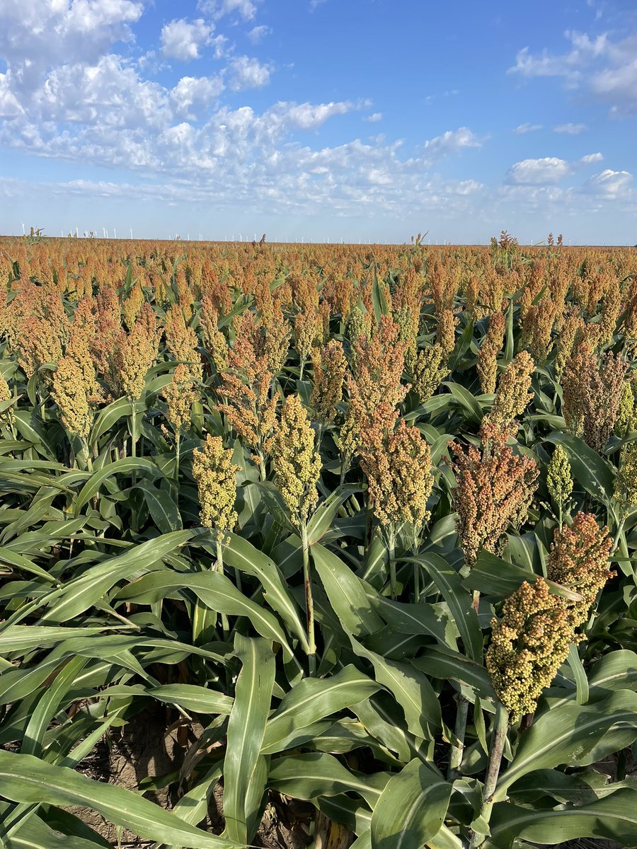 Crop Testing Program - Texas A&M (@tamctp) on Twitter photo Our Perryton grain sorghum trail looking fantastic!! Huge thanks to our cooperator Dillon Pshigoda for letting us have this trial on his farm this year. We’re excited to see how yields turn out! #grainsorghum #milo #varietytrials #tamuctp #farming #agronomy Our Perryton grain sorghum trail looking fantastic!! Huge thanks to our cooperator Dillon Pshigoda for letting us have this trial on his farm this year. We’re excited to see how yields turn out! #grainsorghum #milo #varietytrials #tamuctp #farming #agronomy